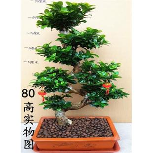 常青盆栽 大型绿植金钱榕小叶榕树摇钱树人参榕S型老桩客厅四季