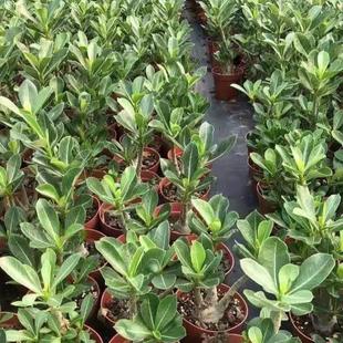 绿植5年桩多肉盆景喜阳耐旱植物盆栽 重瓣沙漠玫瑰室内外阳台四季
