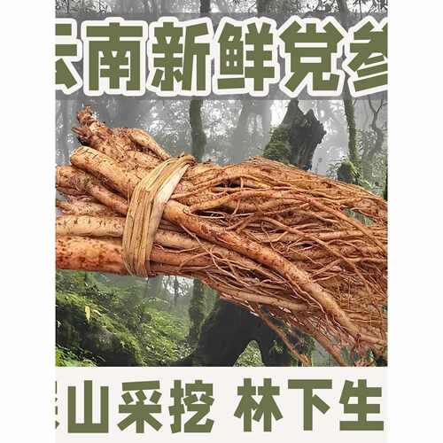 云南新鲜现挖党参整根煲汤湿党参土党参整箱包邮