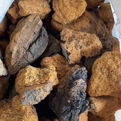 华树茸 白桦茸 桦褐孔菌 各种规格 厂投料 代嚰粉