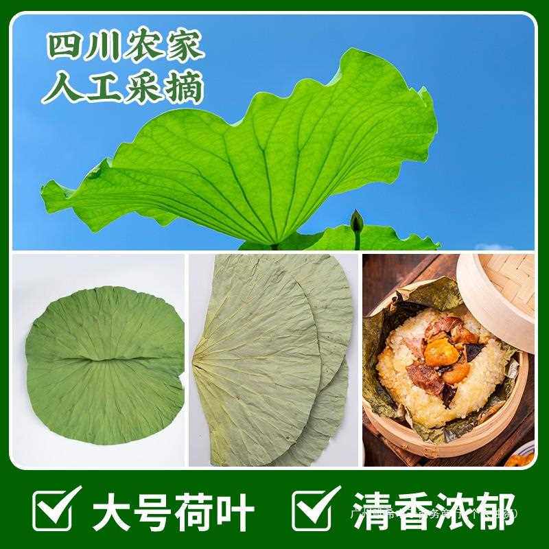 四川荷叶整张250g干荷叶叫花鸡糯米鸡木桶饭荷叶粥专用新鲜荷叶片