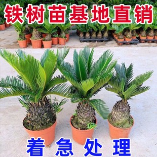 铁树盆栽小树苗大盆景苏铁开花公母一对门口客厅室内绿植好养植物