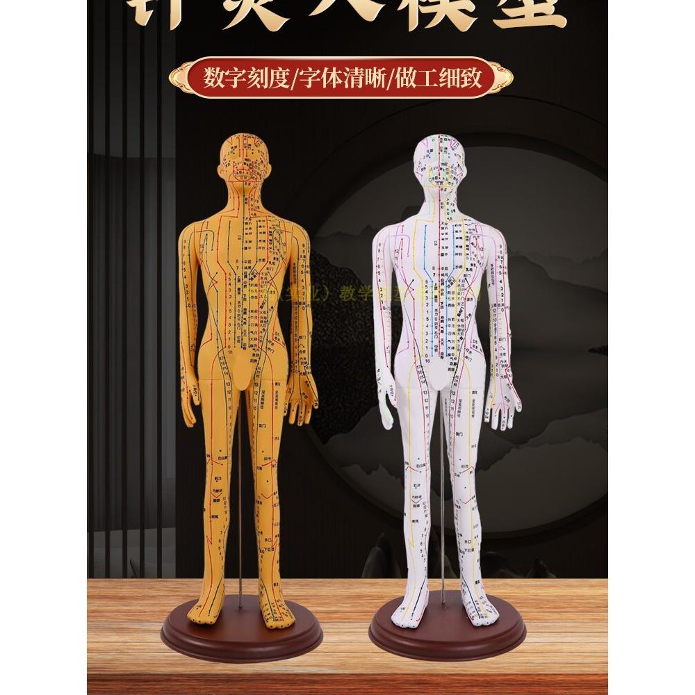针灸穴位人体模型全身家用中医十二经络图小皮人硅胶扎针练习铜人