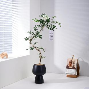 造型九里香盆栽四季开花办公室内绿植摆件浓香型花卉桌面植物盆景
