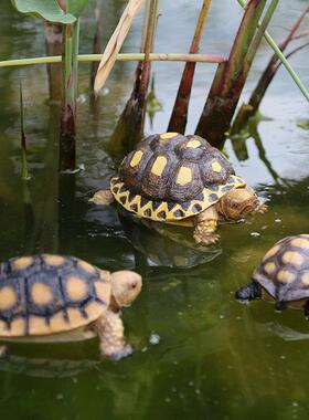 户外花园庭院摆件彷真动物浮水乌龟池塘水池鱼缸装饰园艺景观雕塑
