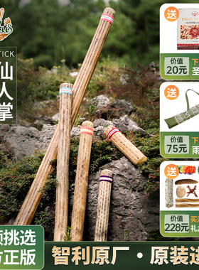 卡杜斯仙人掌雨棍雨声棒智利进口海浪拟声音解压音疗冥想小众乐器