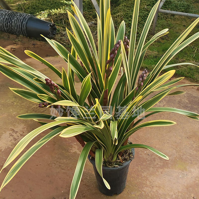 金边大红袍兰花大花蕙兰带花苞