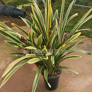 金边大红袍兰花大花蕙兰带花苞室内养活客厅四季 常青绿植年宵花卉