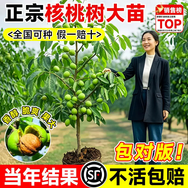嫁接核桃树苗8518当年结果图片