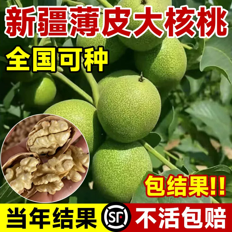 新疆薄皮核桃嫁接大果盆栽苗图片