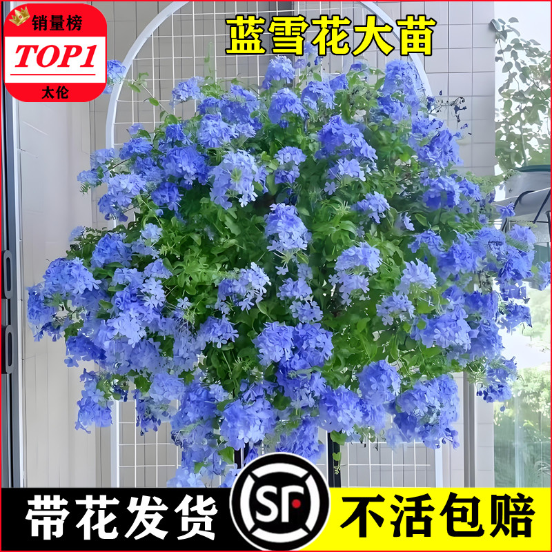 蓝雪花盆栽大苗带花棒棒糖耐热爬藤植物兰雪四季多花阳台庭院好养