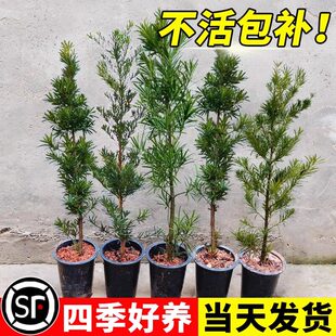 罗汉松树苗盆景小叶雀舌树桩庭院造型树盆栽迎客松名贵松树绿植物