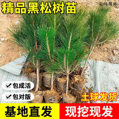 黑松苗松树树苗庭院道路园林盆栽优质松树苗小苗绿化树苗四季常青