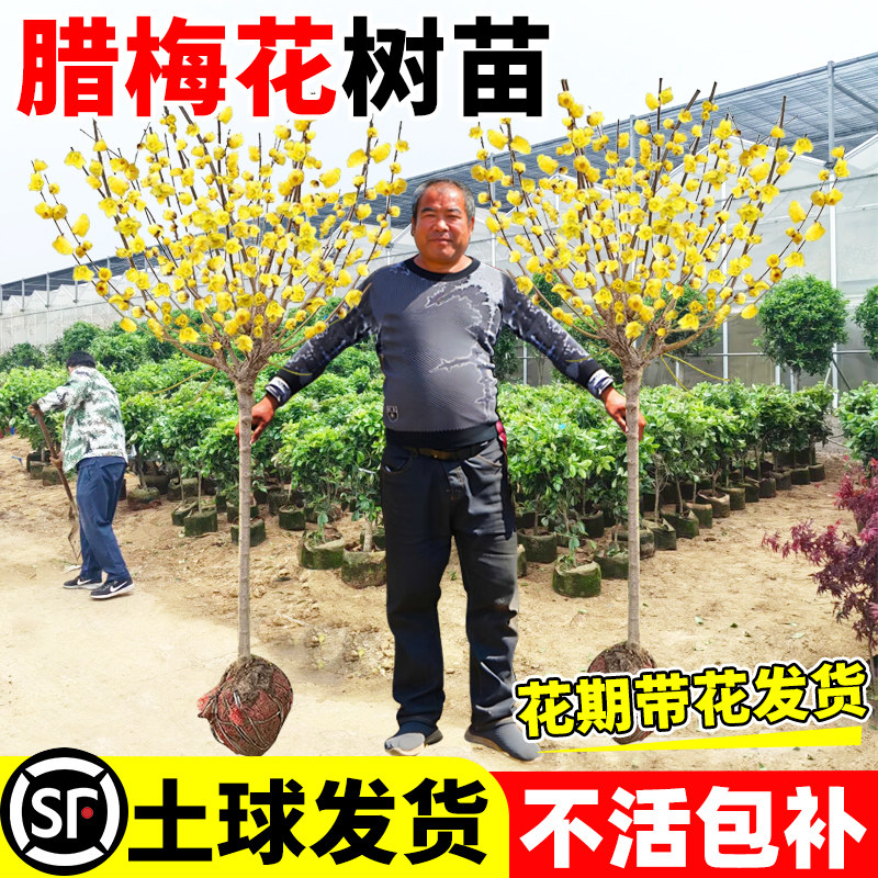 耐寒浓香腊梅树苗庭院地栽盆栽图片