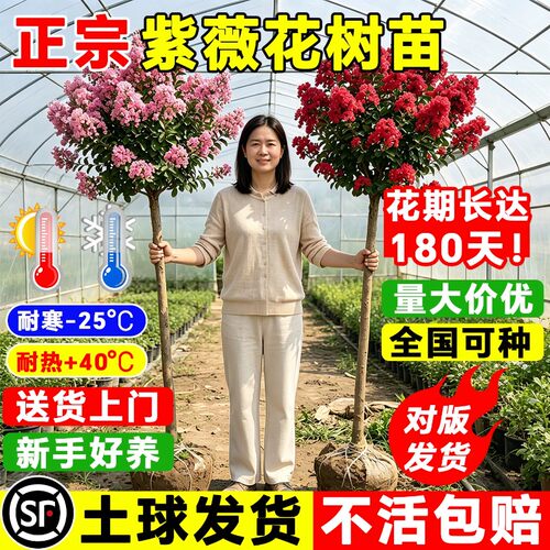 百日红紫薇树苗耐寒好活绿化