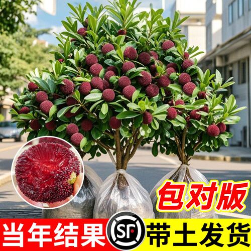 正宗东魁杨梅嫁接果树苗