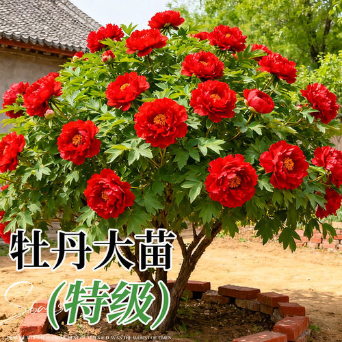 洛阳牡丹盆栽重瓣老桩带芽苞