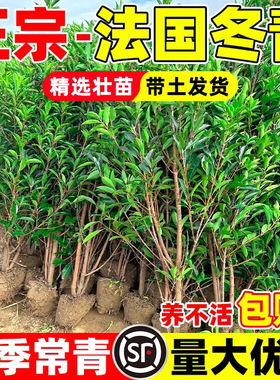 法国冬青树苗北海道黄杨耐寒抗冻四季常青直立篱笆墙庭院围墙绿植