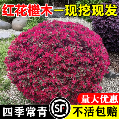 红花继木苗庭院绿植红花继木球耐寒好养活四季常绿园林绿化工程苗