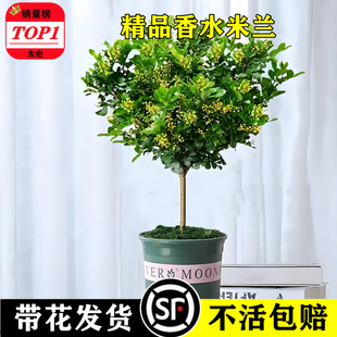 米兰花盆栽苗树棒棒糖四季开耐寒热客厅室内阳台宿舍家中绿植花卉