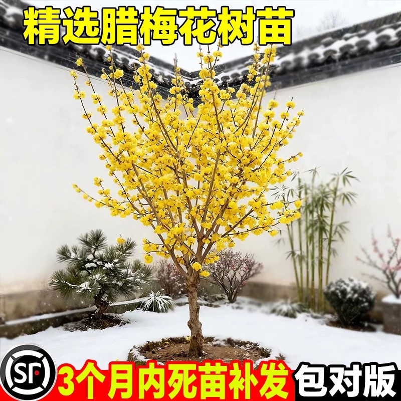 庭院地栽耐寒浓香梅花树苗图片