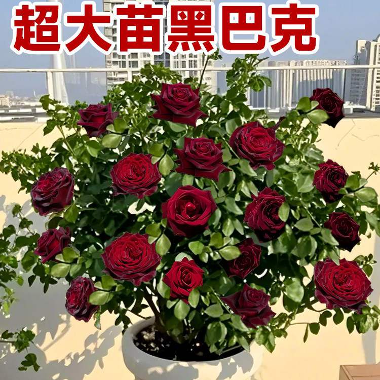 黑巴克月季花苗玫瑰花树苗老桩盆栽四季花卉开花带花苞大花浓香图片