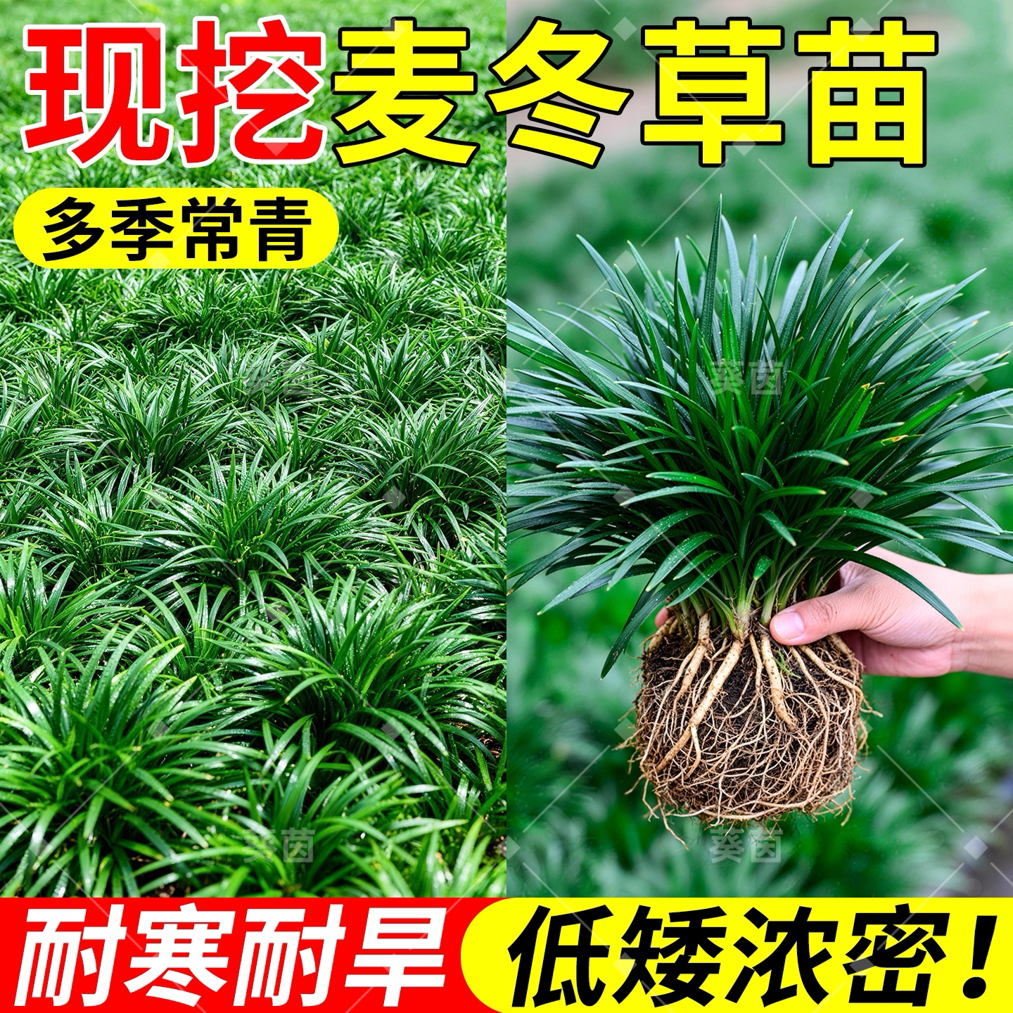 矮麦冬草苗四季耐寒室外常青图片