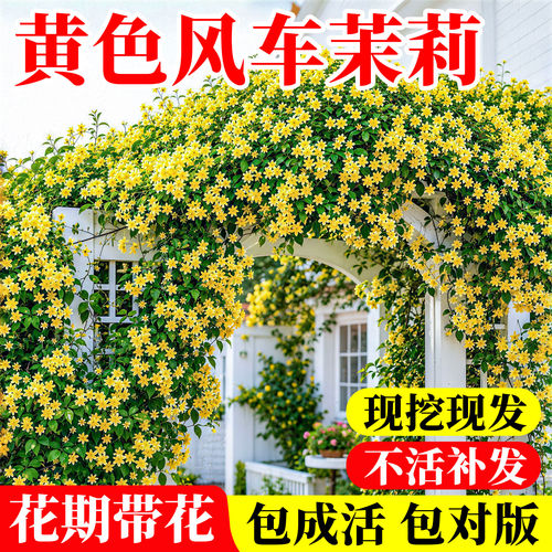 风车茉莉老桩浓香四季开花爬藤