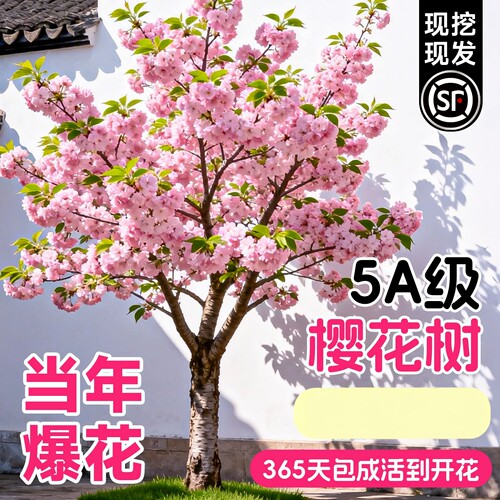 日本樱花树苗庭院绿化好养