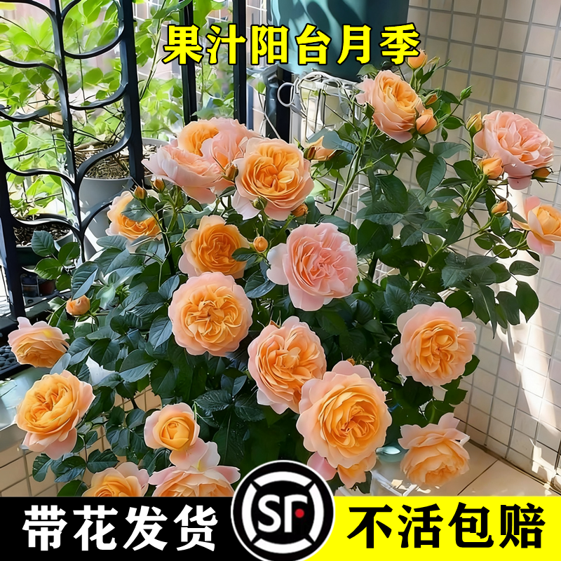 太伦灌木月季四季多花包对版