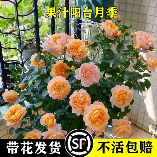 太伦灌木月季四季多花包对版