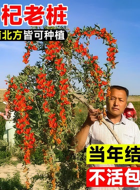 宁夏枸杞树苗耐寒枸杞果树苗南北方盆栽地栽庭院阳台种植当年结果