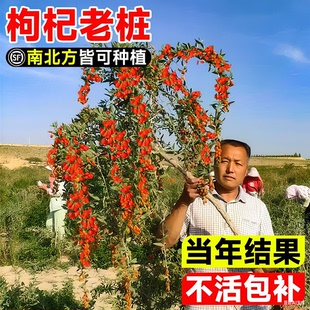 宁夏枸杞树苗耐寒枸杞果树苗南北方盆栽地栽庭院阳台种植当年结果