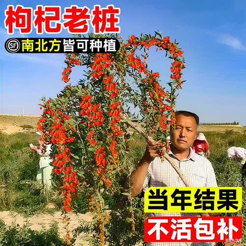 宁夏枸杞树苗耐寒枸杞果树苗南北方盆栽地栽庭院阳台种植当年结果