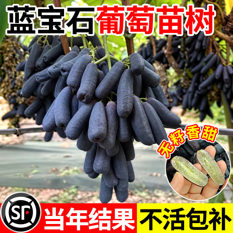 蓝宝石葡萄树苖盆栽地栽大苗爬藤果树南方北方种植果苗当年结果苗,鲜花速递/花卉仿真/绿植园艺,果树,淘宝优惠券,粉丝福利购,淘宝优惠卷