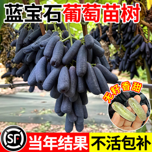 蓝宝石葡萄树苖盆栽地栽大苗爬藤果树南方北方种植果苗当年结果苗
