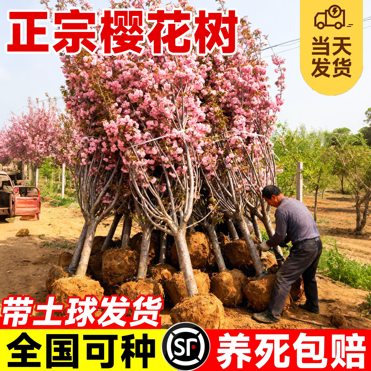 正宗日本樱花树苗庭院绿化图片