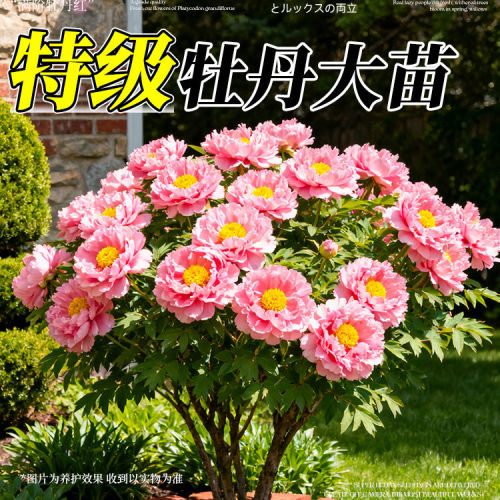 洛阳正宗牡丹大苗盆栽重瓣老桩