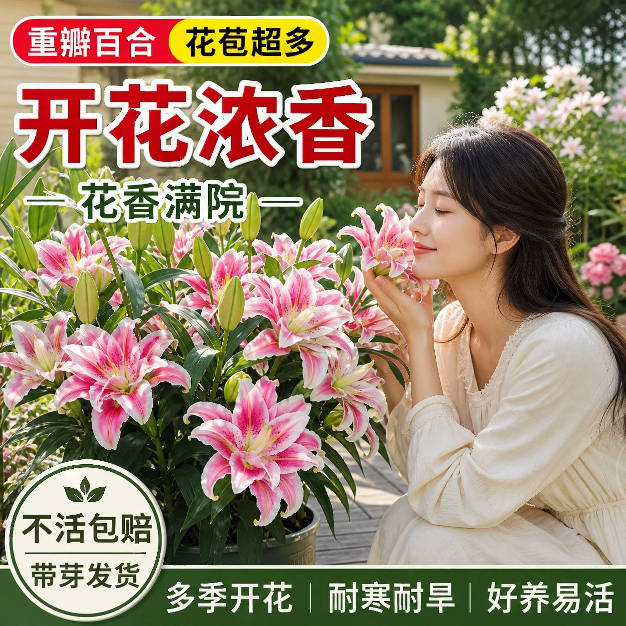 进口香水百合种球浓香四季开花图片
