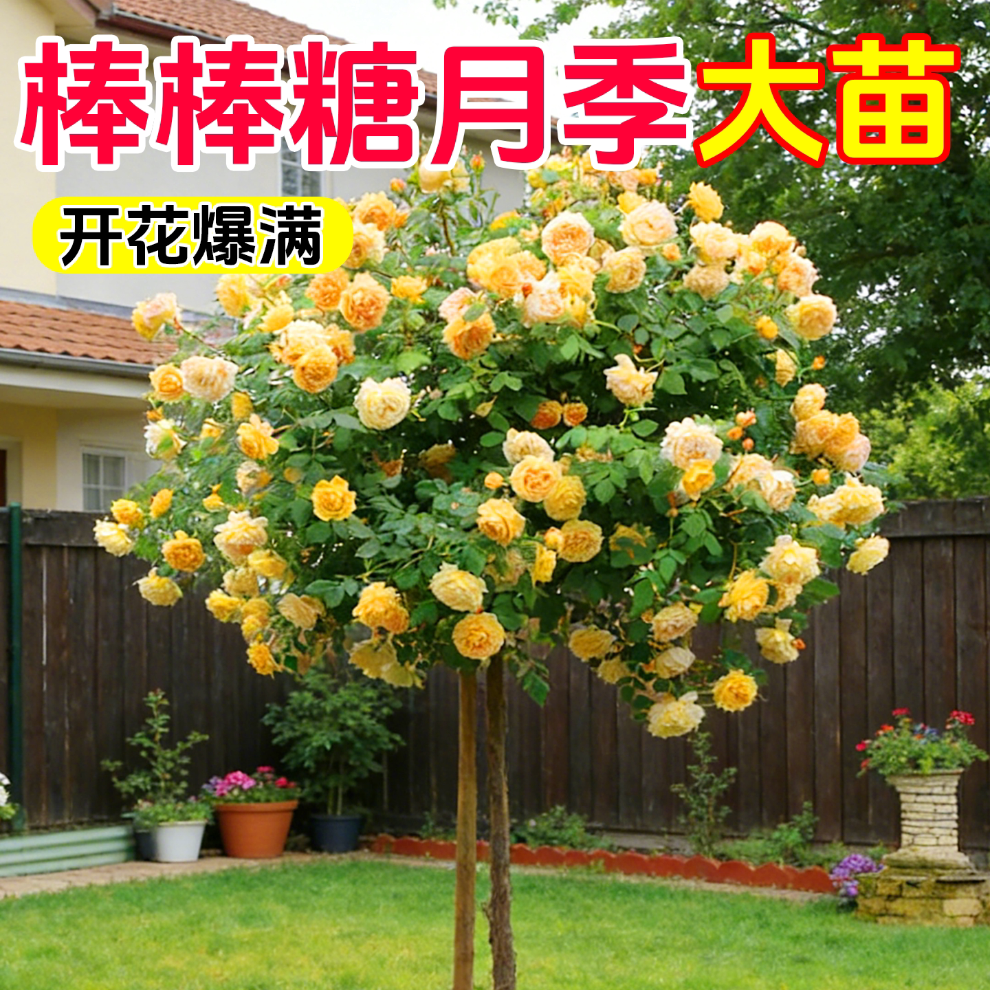 棒棒糖树桩月季花苗盆栽花卉特大花朵四季植物庭院老桩玫瑰花树苗