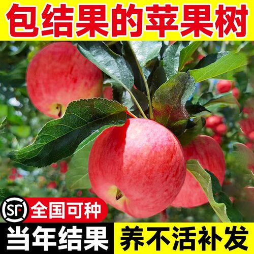 【正品保证】苹果树果苗当年结果