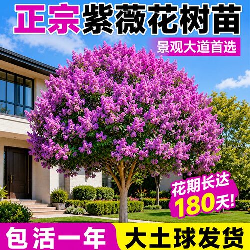 百日红紫薇花树苗庭院绿化