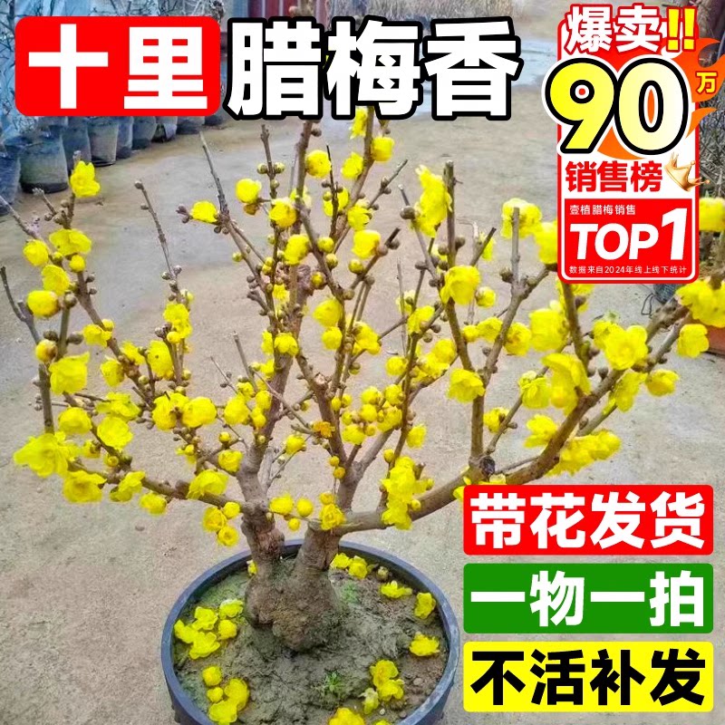 耐寒素心蜡梅盆栽树苗图片