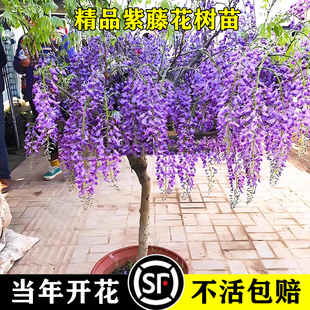 紫藤花苗四季花卉爬藤植物阳台盆栽庭院攀援树苗丰花耐寒老桩树苗