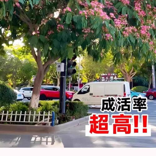 合欢花树苗耐寒旱绿化南北可种