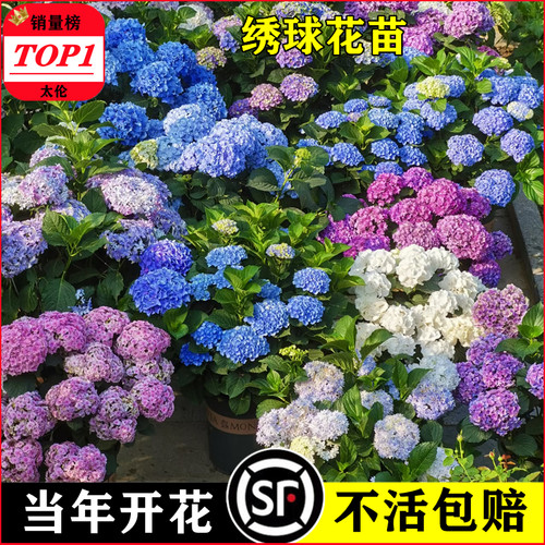 太伦绣球花冬天好养活耐寒花卉