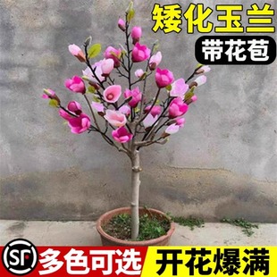 矮化玉兰花树苗盆栽地栽盆景红粉紫玉兰花阳台庭院耐寒南北方种植