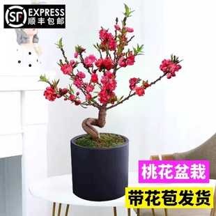 桃花树盆栽活苗盆景观赏小型真树四季开种桃花卉招财室内客厅植物