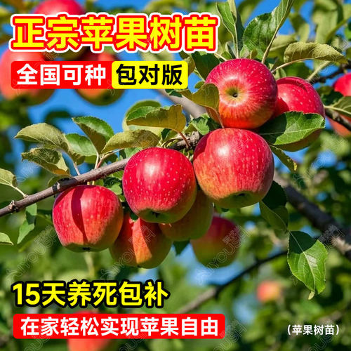 昭通红富士矮化苹果苗当年结果