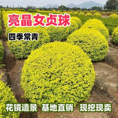 亮晶女贞树苗四季常青花镜植物庭院绿篱色块绿化小叶金叶女贞小苗